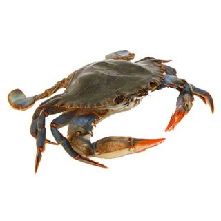 免抠螃蟹摄影实物图片