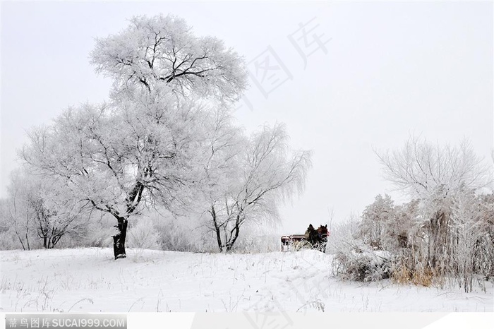 雾松叠雪-3