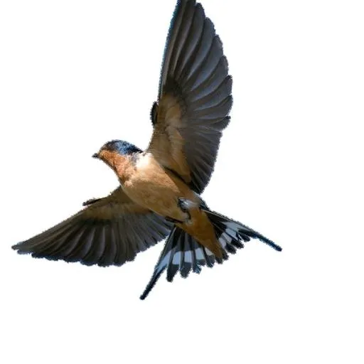 燕子 PNG免抠(600x600)
