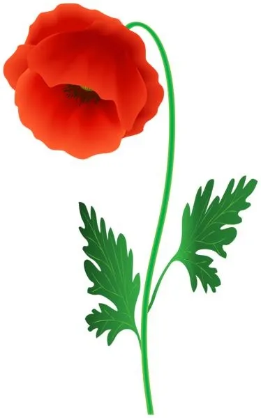 罂粟花 PNG免抠(374x600)