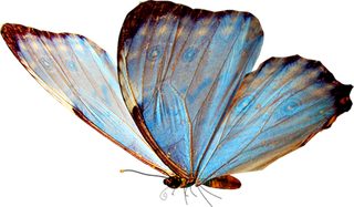 中国古风元素蝴蝶