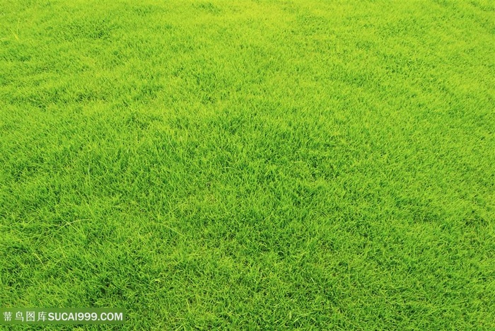 草地草坪背景高清图片