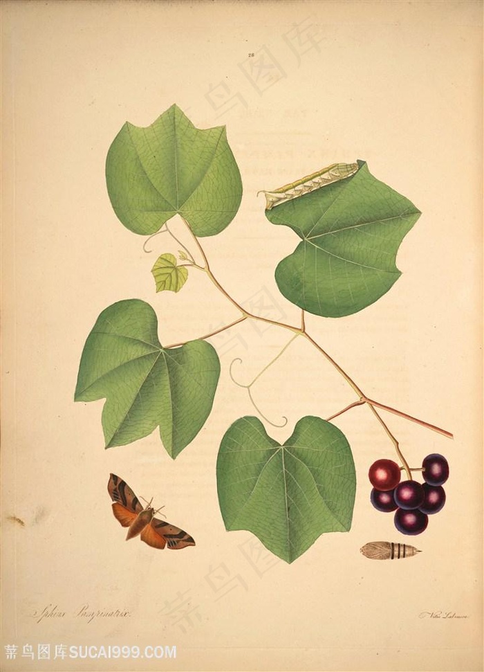 蝴蝶植物树叶昆虫树枝图谱