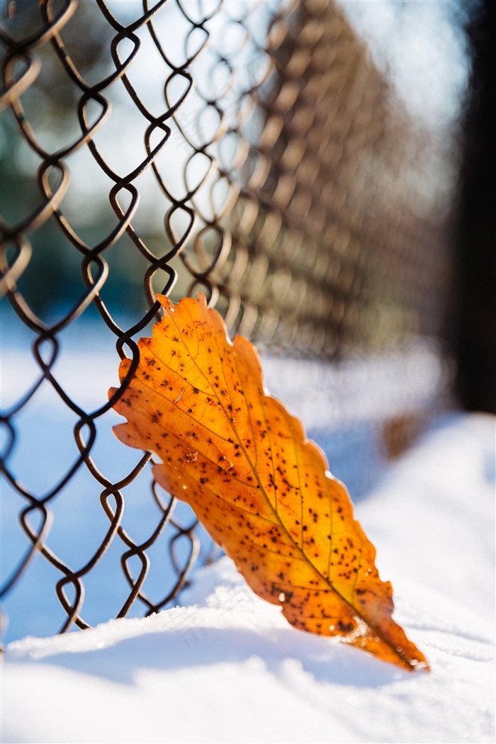 寒冬中的一片孤叶