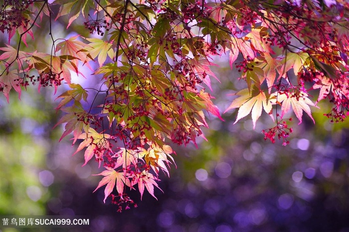 高清唯美枫叶鲜花图片