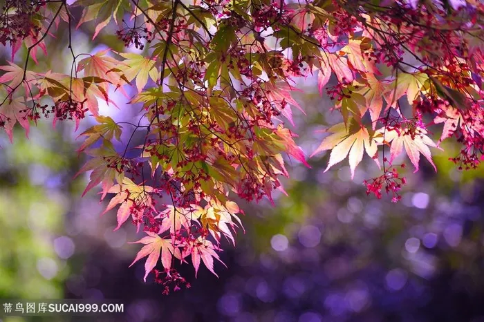 高清唯美枫叶鲜花图片