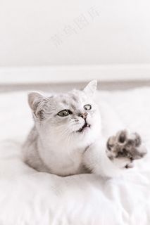 可爱小猫咪黑白摄影图片