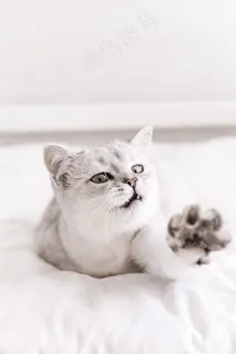 可爱小猫咪黑白摄影图片 可爱小猫咪黑白摄影图片