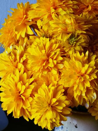 黄色万寿菊图片