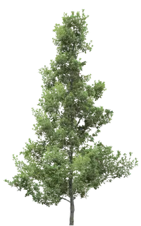 高清树木素材 免抠PSD植物素材 美术绘画园林贴图 树草灌木花草