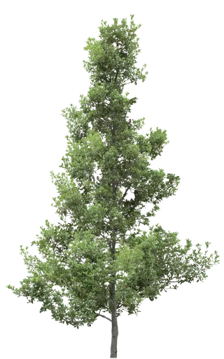 高清树木素材 免抠PSD植物素材 美术绘画园林贴图 树草灌木花草