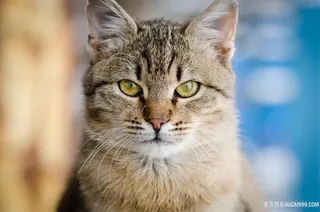 严肃的猫咪图片