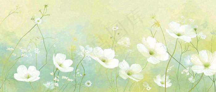 清新白色小花野花野草春天萌芽手绘，春分(1680x720)