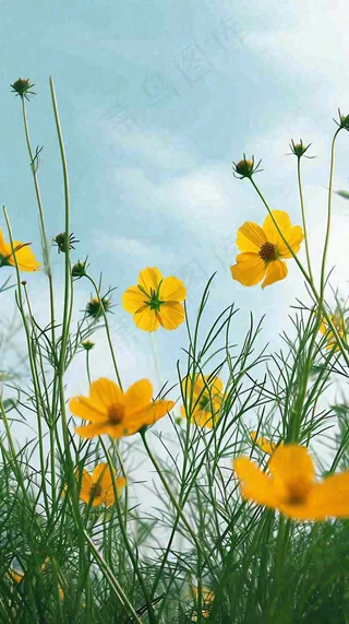 春天小黄花花朵阳光蓝天白云清新，立春惊蛰春分摄影图