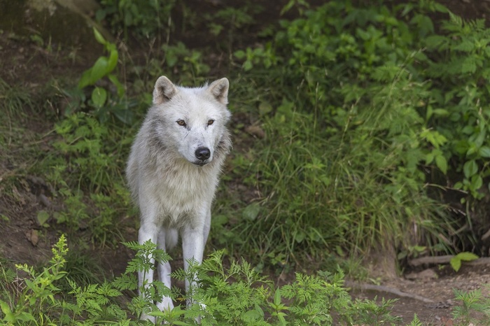 唯美野生动物草丛里的狼图片