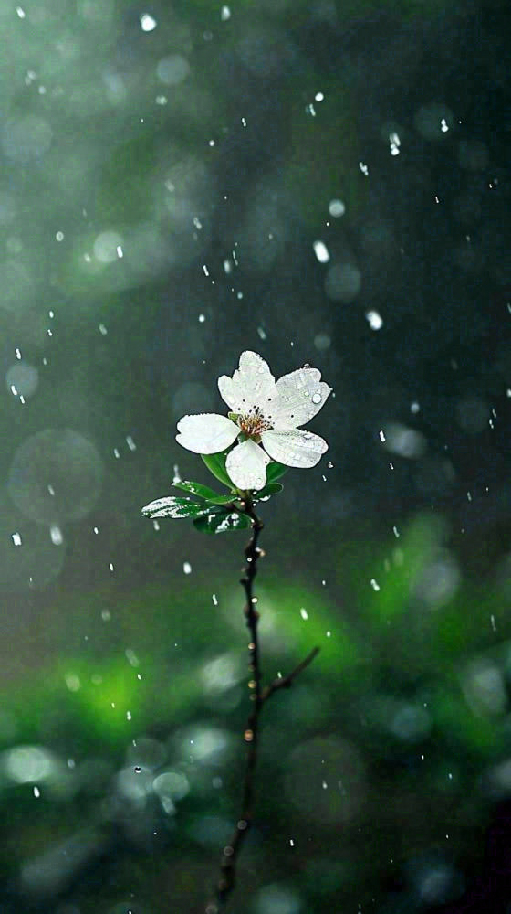 春天白色花朵枝叶在雨中，新鲜绿叶鲜花，雨水谷雨摄影图(816x1456)