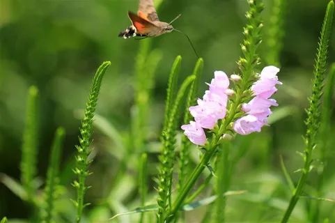 昆虫蜂鸟鹰蛾素材大图 昆虫蜂鸟鹰蛾素材大图