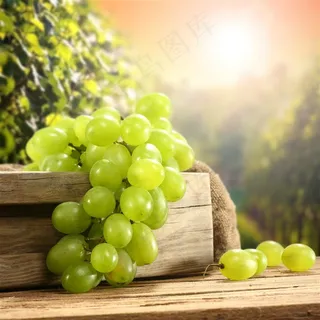 新鲜葡萄摄影素材 新鲜葡萄摄影素材
