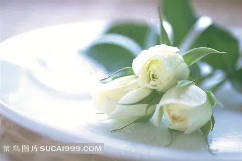 唯美情人节盘子上的白玫瑰花 唯美情人节盘子上的白玫瑰花