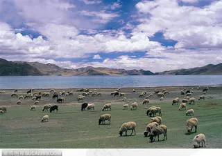 西藏风景-湖边吃草的绵羊