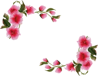 樱花草卡通简笔绘画春季谷雨