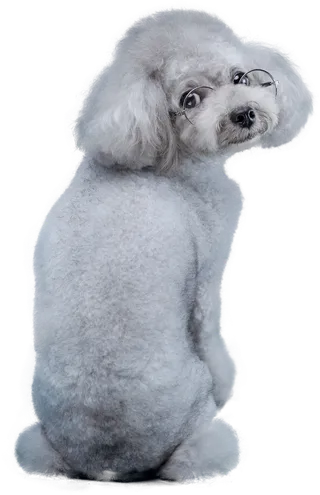 免扣素材实物狗狗摄影