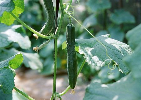 新鲜嫩黄瓜摄影图片