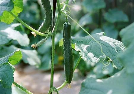 新鲜嫩黄瓜摄影图片 新鲜嫩黄瓜摄影图片