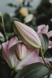 含苞待放的百合花图片 含苞待放的百合花图片
