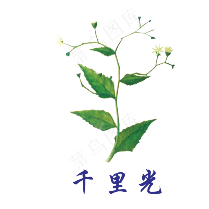 手绘草本中药药材千里光