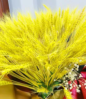 金黄色麦穗
