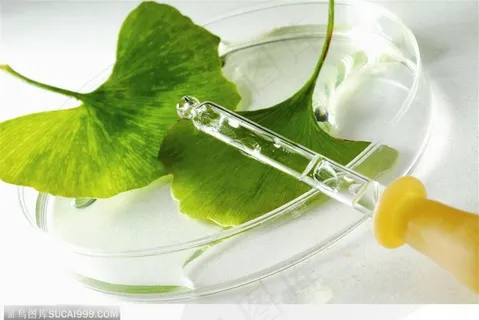 生物技术-培养皿中的银杏叶