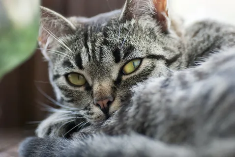高清宠物猫素材图片 高清宠物猫素材图片