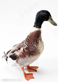 家禽家畜-侧着站立的鸭子
