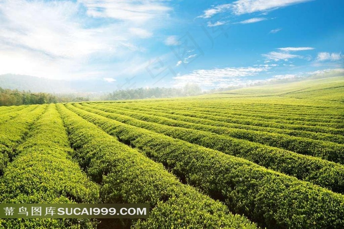 蓝天白云下的茶园