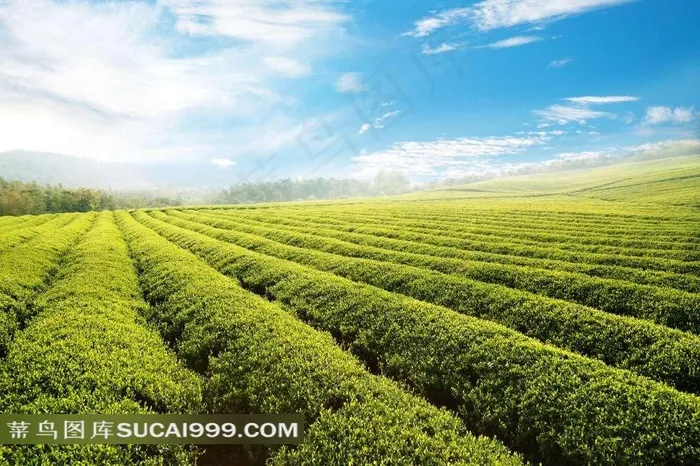 蓝天白云下的茶园