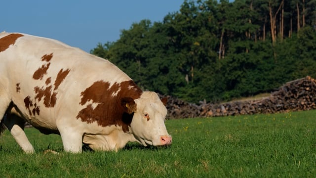 奶牛, 反刍动物, 牛肉, 说谎, 农业, 牧场, 草地