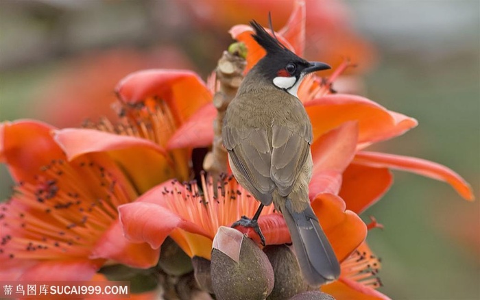 漂亮鸟儿-站在花束上的鸟儿