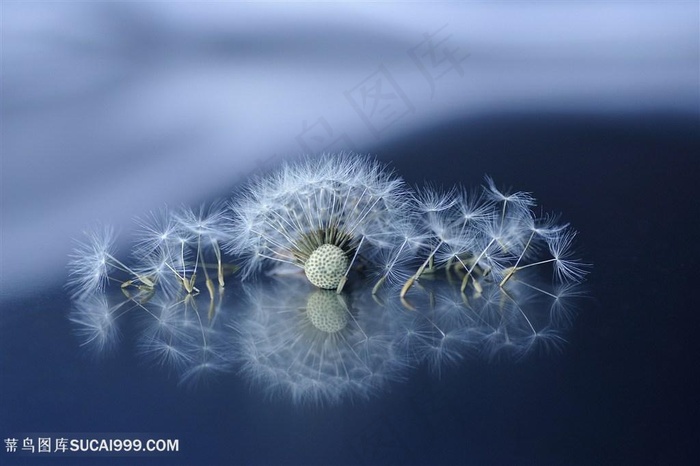 高清唯美蒲公英种子鲜花图片