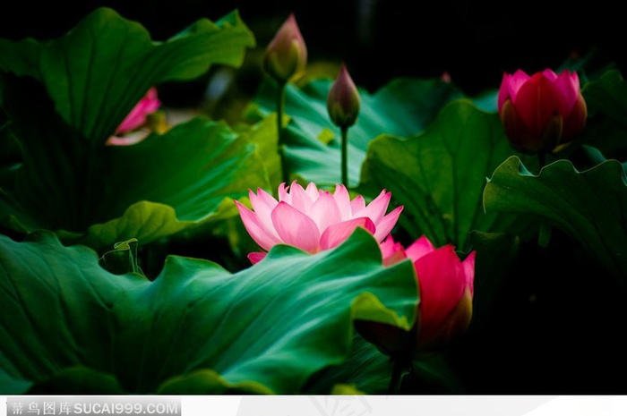 夜色中一池盛开的荷花 莲花 荷叶