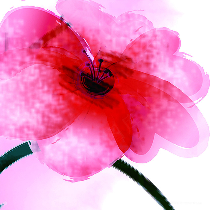 唯美粉色花卉花朵插画