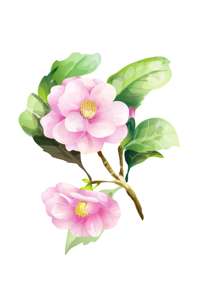 高清手绘水彩花朵元素图案