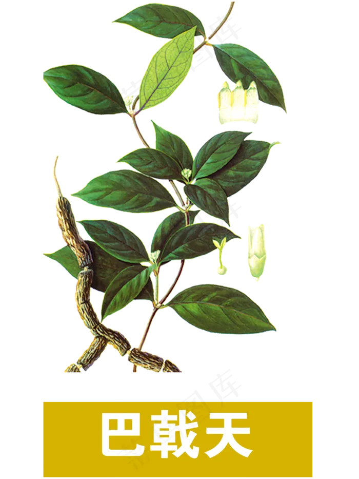 手绘草本中药药材巴戟天