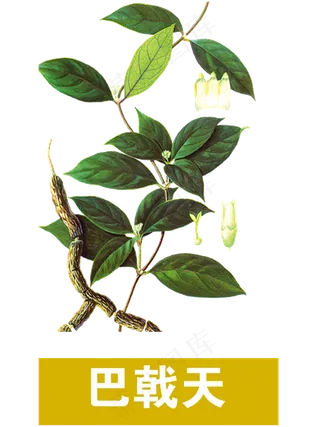 手绘草本中药药材巴戟天