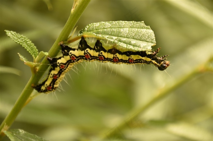 一只毛虫特写图片