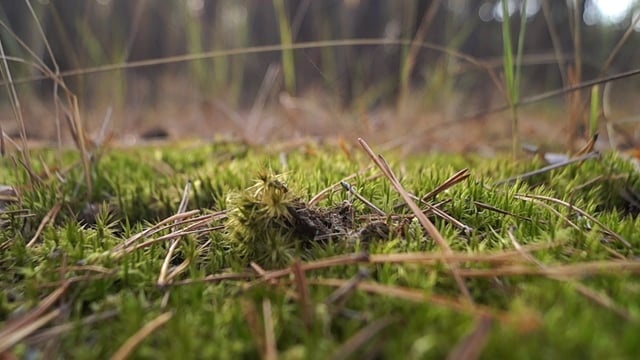 苔藓, 森林, 自然, 绿色, 景观, 特写, 背景