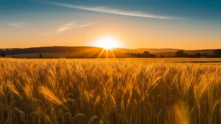 夕阳照射下的小麦地摄影图