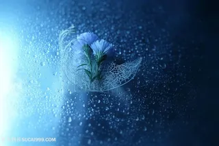 高清唯美艺术品鲜花花朵图片