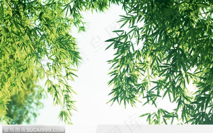 茂密的竹叶