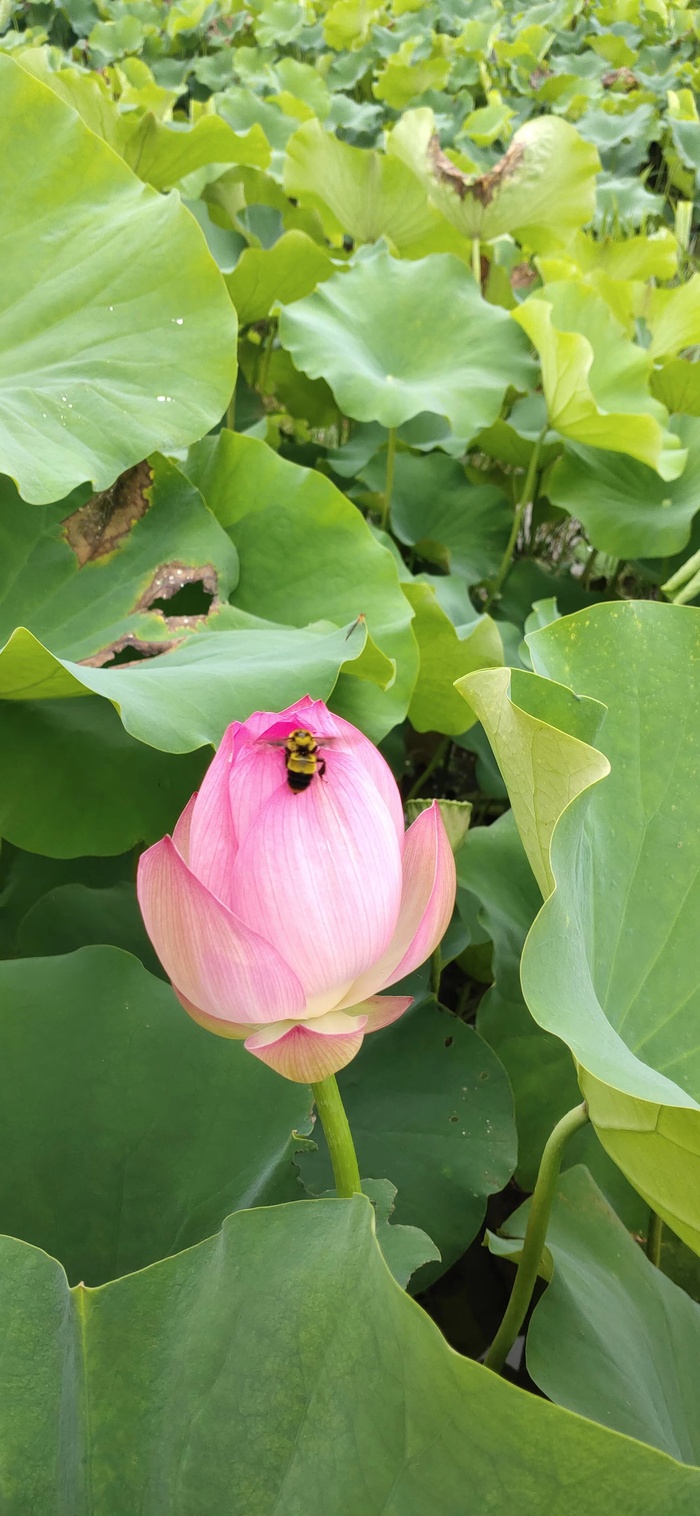 荷花 蜜蜂采花